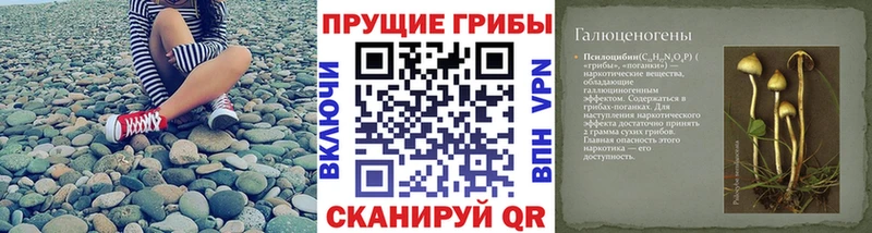 Псилоцибиновые грибы Cubensis  Нижний Новгород 